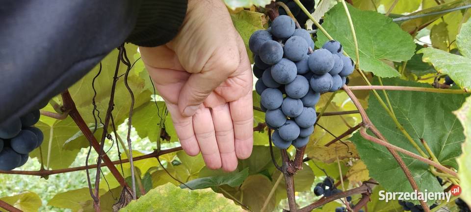 Winogron ciemny ekologiczny bez żadnej chemii Kraśnik sprzedam