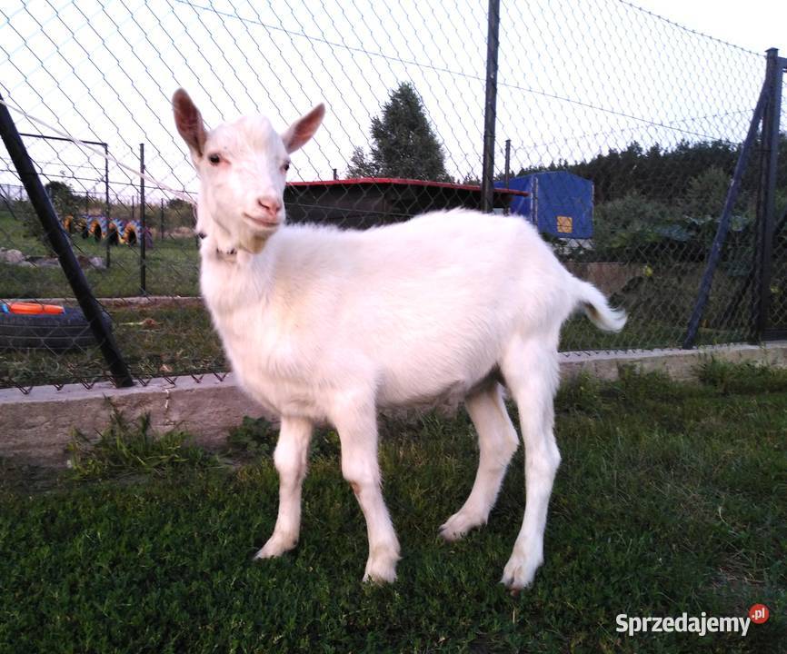 Koziołek capek 5 mcy Czersk Świecki