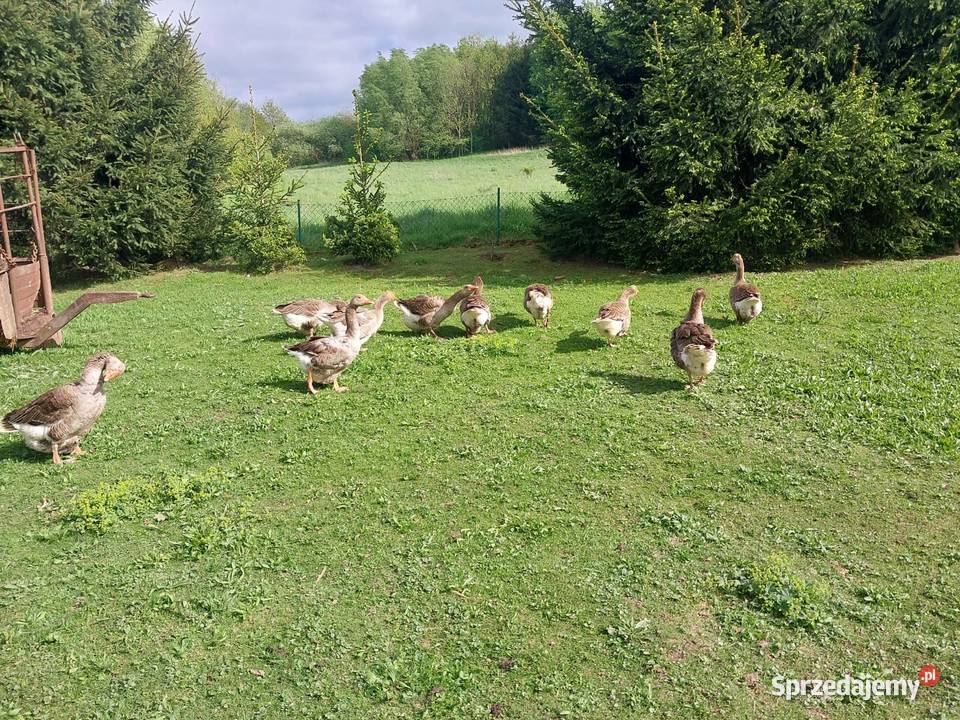 Sprzedam tuszki gęsi z własnego chowu