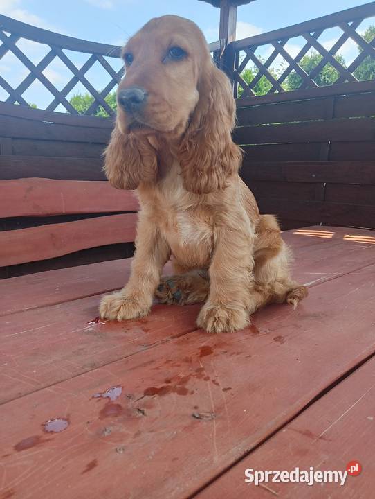 Sprzedam Cocker spaniel angielski Bytoń