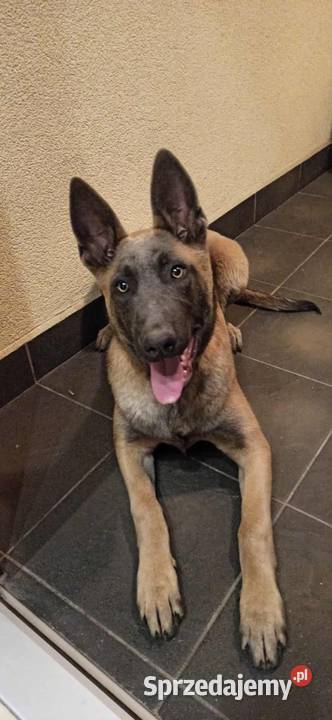 Owczarek Belgijski Malinois Szczeniaki Częstochowa