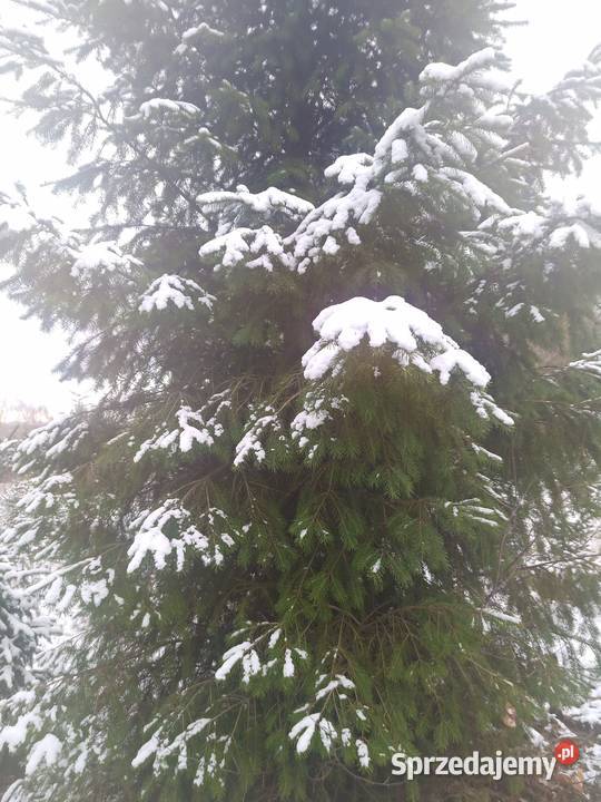 Choinka Choinki Daglezja 4 m Łódź