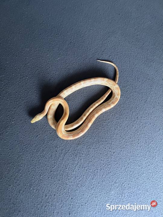 mam do zaoferowania węża zbożowego Pozostałe Dąbrówka