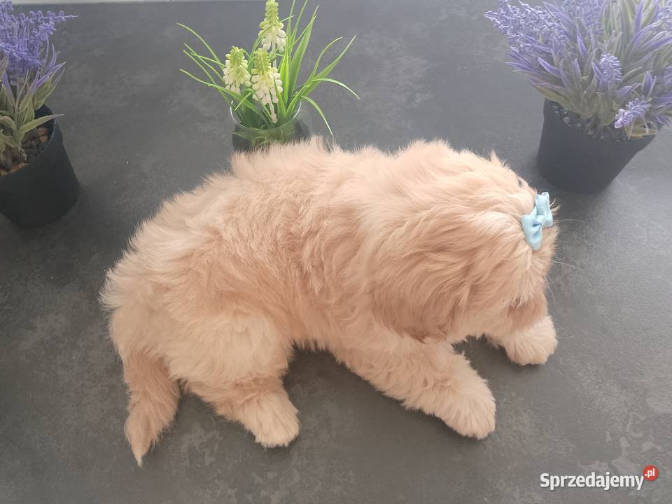 Ostatni piesek rasy ShihTzu szuka domku Namysłów