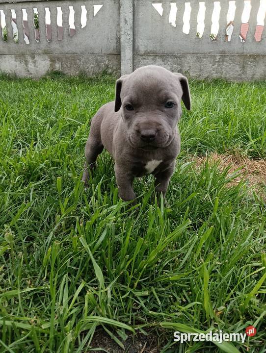 Amstaff szczeniaki Opatów sprzedam