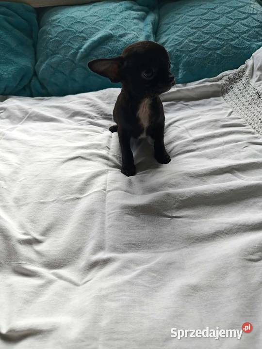 Czarny piesek Chihuahua szuka kochającego domu sprzedam