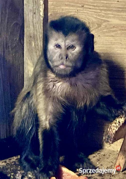 Małpa kapucynka czubata Krosno Odrzańskie