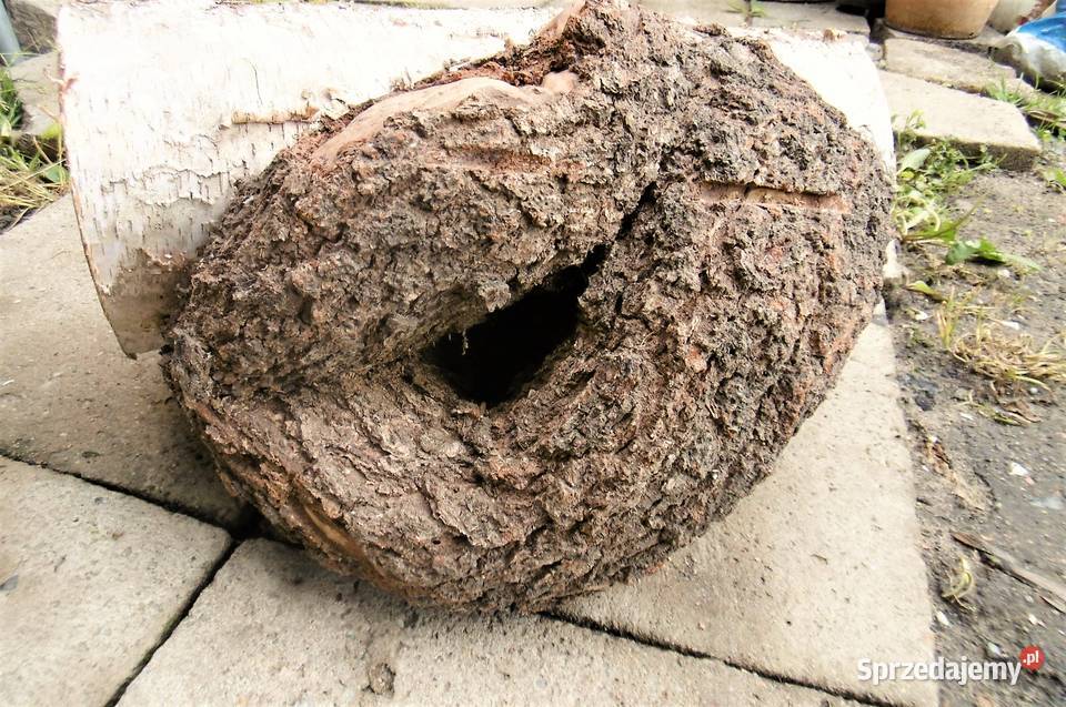 czeczota brzozowa narośl obrzęk Namysłów sprzedam