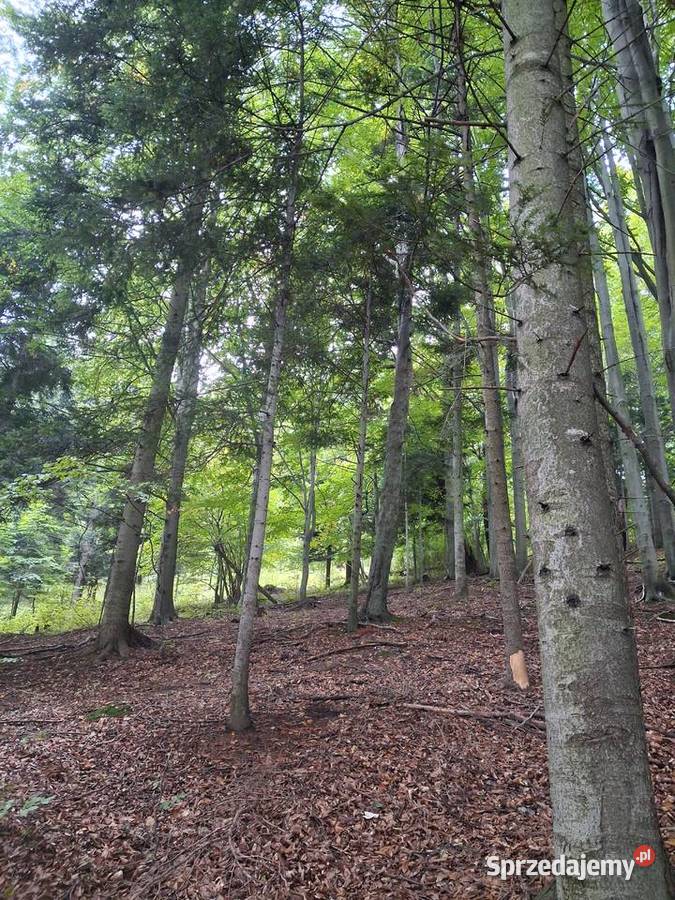 Sprzedam Las w Przysietnicy leśna Przysietnica