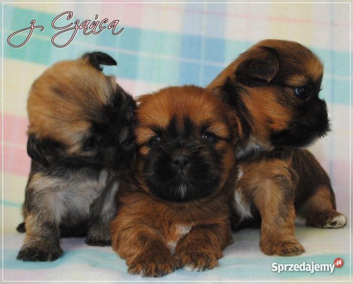 Lhasa Apso mniej znany kuzyn Shih Tzu rodowodowe Wrocław sprzedam