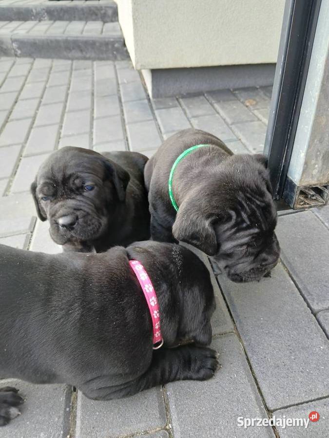 Cane Corso Italiano Zadroże