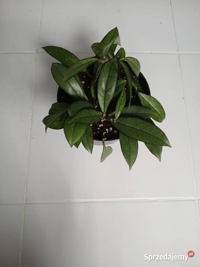 Hoya crassipetiolata hoja gęsta sadzonka w Rośliny domowe Częstochowa