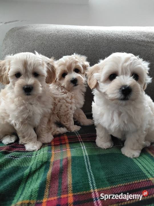 Maltipoo F1 Pozostałe Dobre Miasto sprzedam