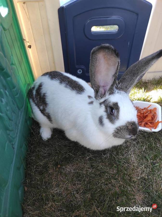 Króliki hodowlane samice Rzgów