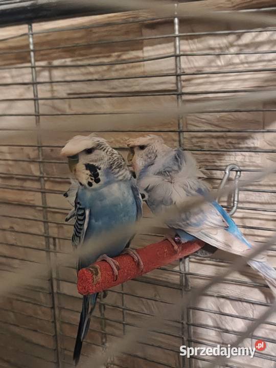 Papugi faliste helikoptery Motycz