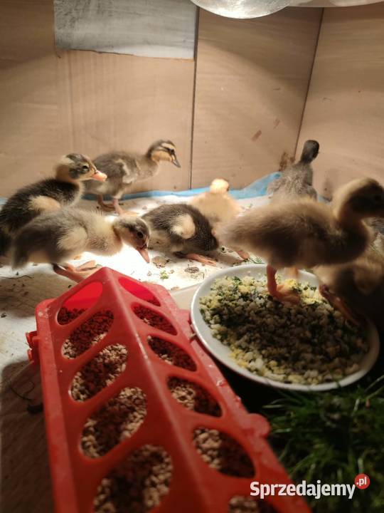 Jaja lęgowe kaczka biegus Soborzyce