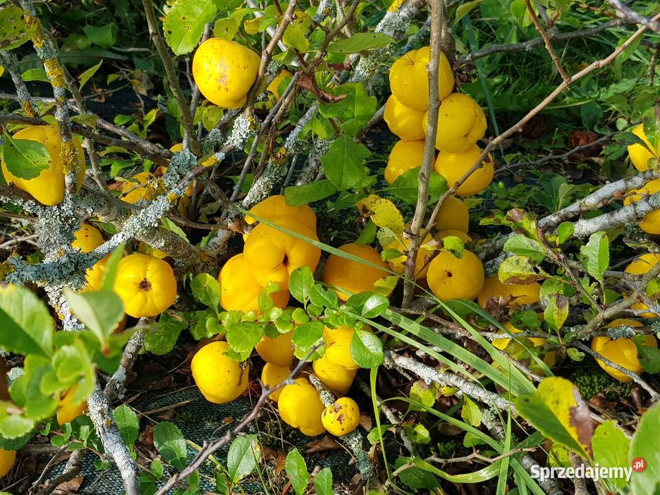Pigwowiec OWOCE KROJONE Jabłonna Pierwsza sprzedam