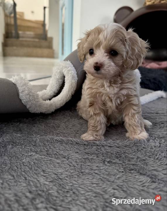 Maltipoo malutki chłopiec gotowy do odbioru Wadowice
