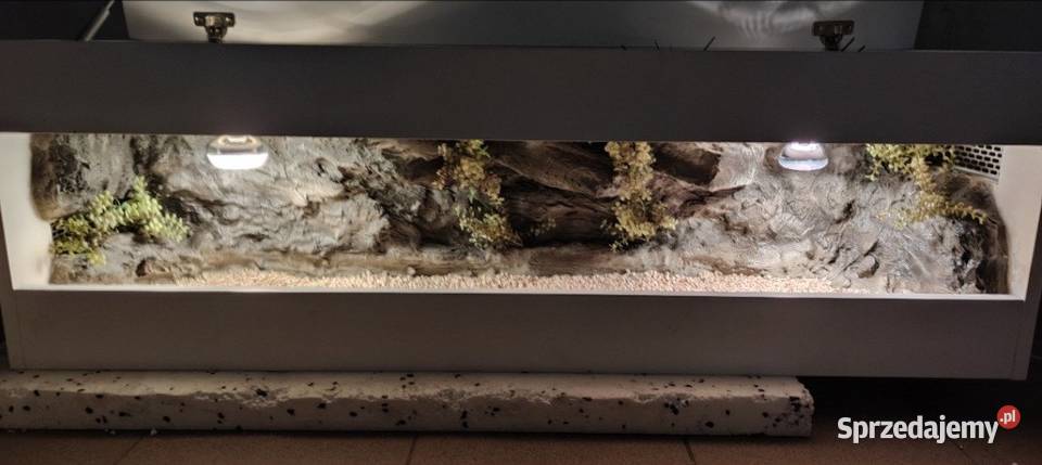 Okazja terrarium gekona lamparciego agamy Poznań