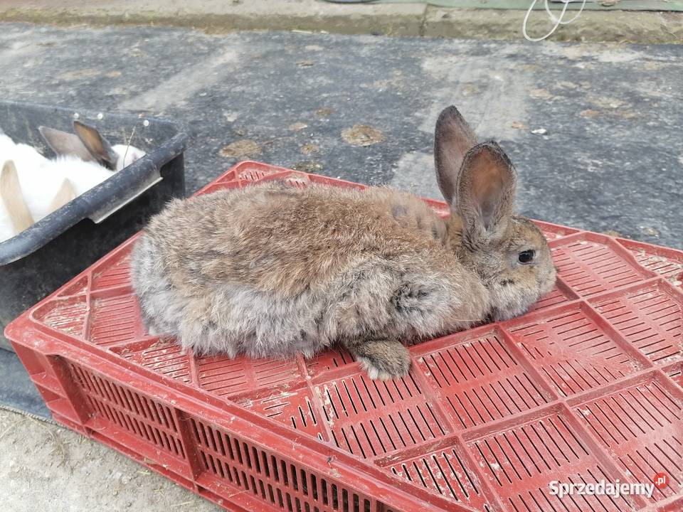 Sprzedam króliki 4M Kakonin