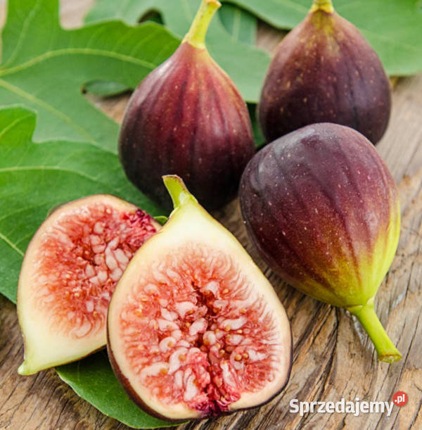 FIGOWIEC Figi Brown Turkey sadzonki w doniczkach Liściaste sprzedam