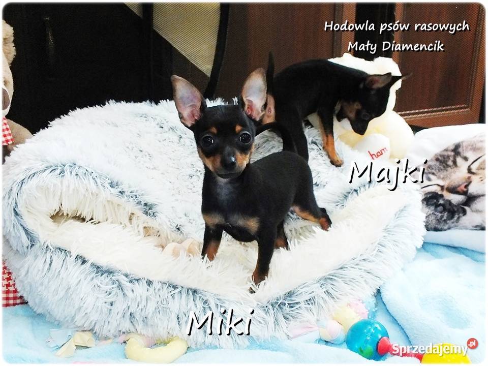 Mini Piesek Pinczer miniaturowy tzw Ratlerek Żary