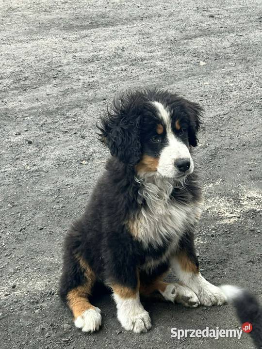 Berneński Pies Pasterski Kalisz
