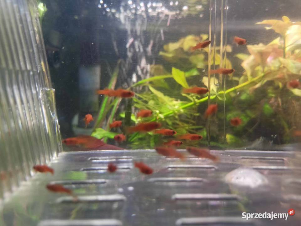 Mieczyki czyste Delty łódzkie Łódź