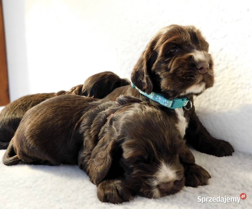 Cocker spaniel angielski Cocker Spaniel Ostrowiec Świętokrzyski sprzedam