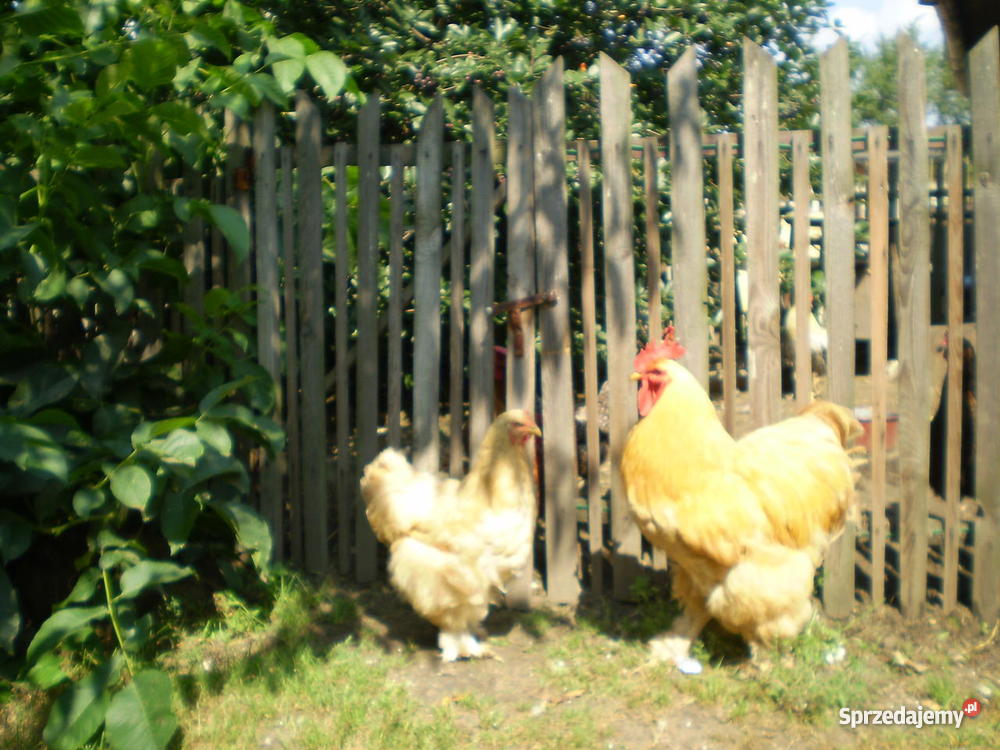 Kochin Olbrzymi Złoty Częstochowa