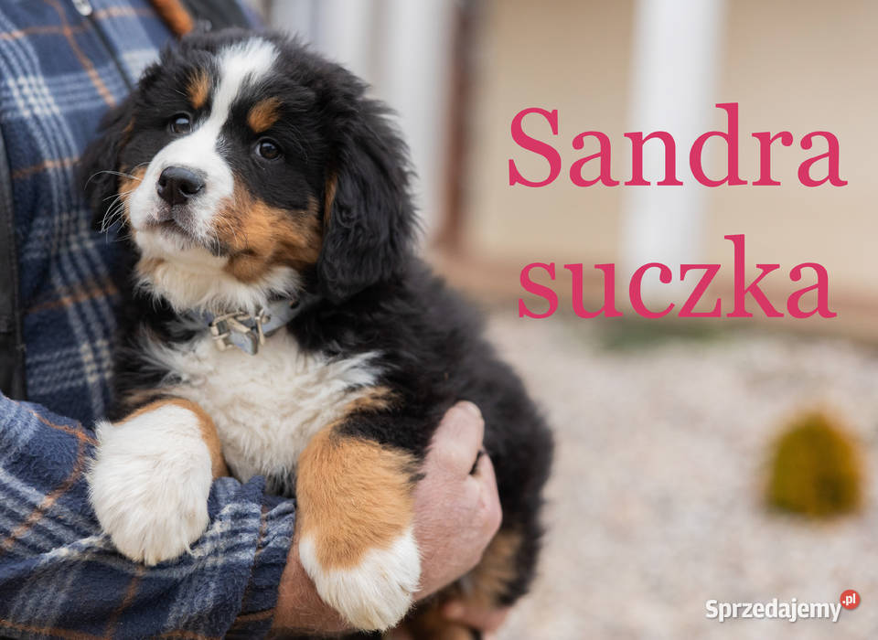 Szczeniaki Berneński Pies Pasterki Podlasie Suwałki