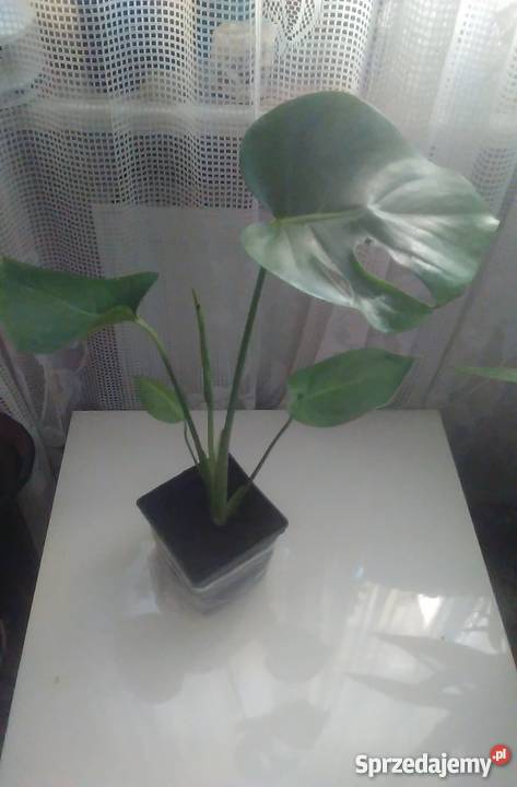 Kwiaty doniczkowe Monstera wonna Dekoracje i ozdoby Warszawa