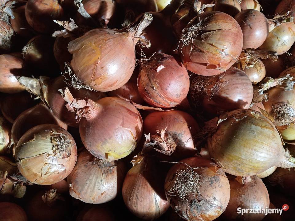 CEBULA sprzedam
