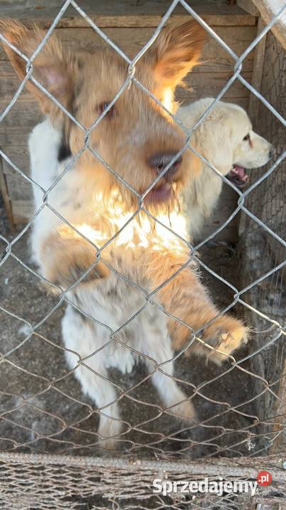 Oddam foxteriera lubelskie Ludwin
