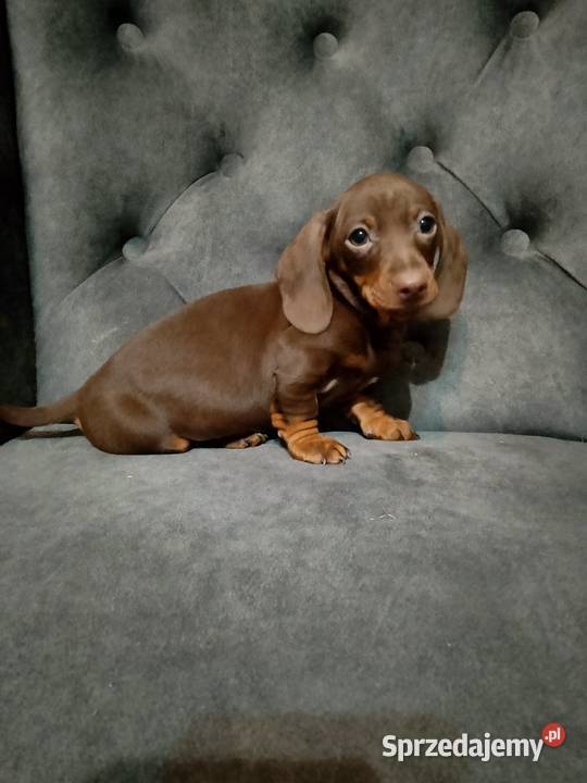 Jamnik czekoladowy piesek Zwierzęta Żyrardów