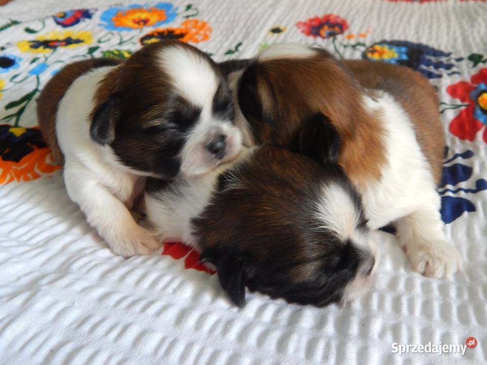 Shih Tzu Urocze Szczeniaczki Maleńkich Olkusz sprzedam