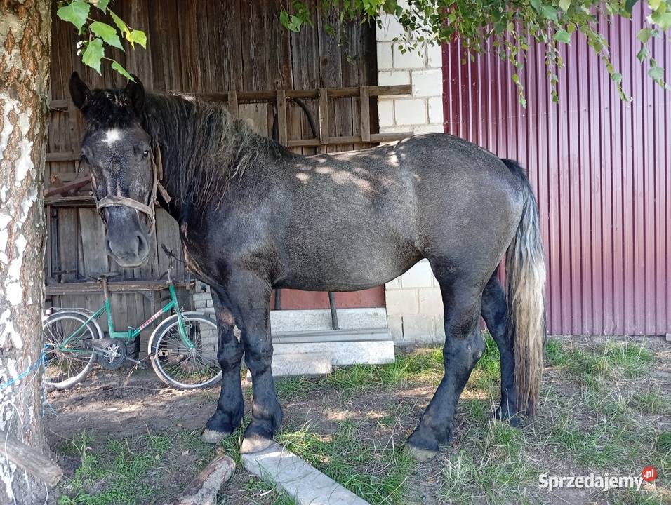 Zaprzęgana siwa klacz Waśniów