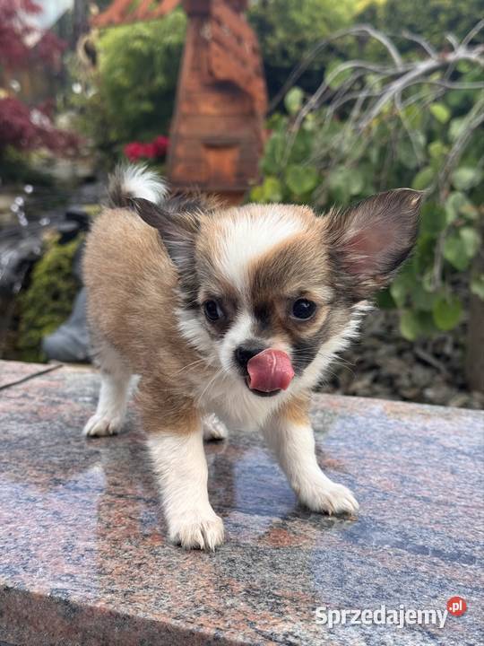 Chihuahua Bielsko-Biała
