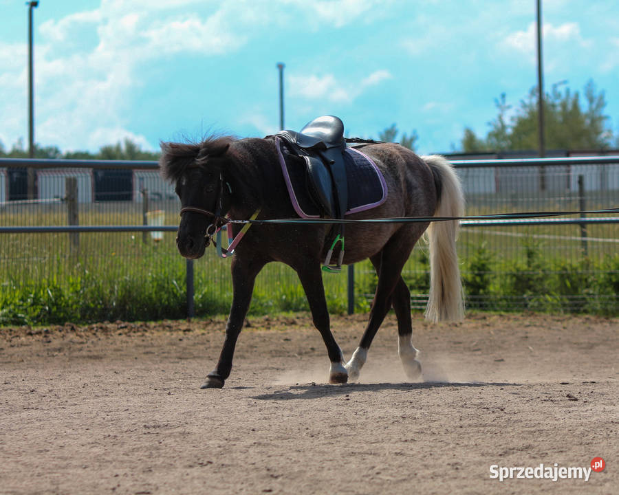 13letnia klacz kuca szetlandzkiego z sprzedam