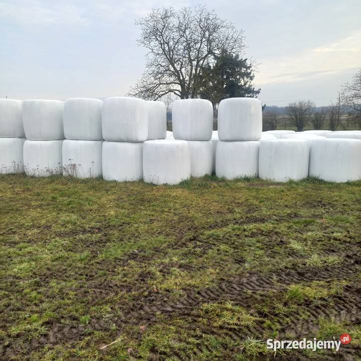 Sianokiszonka z Lucerny Rolnictwo Wiskitno
