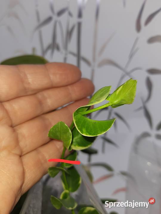 Hoya cummingiana albomarginata hoja Warszawa