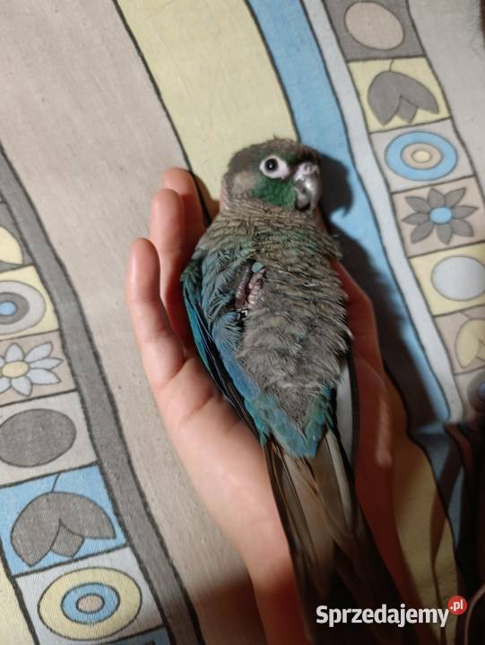 Rudosterki szukają nowego dobrego domku z całym