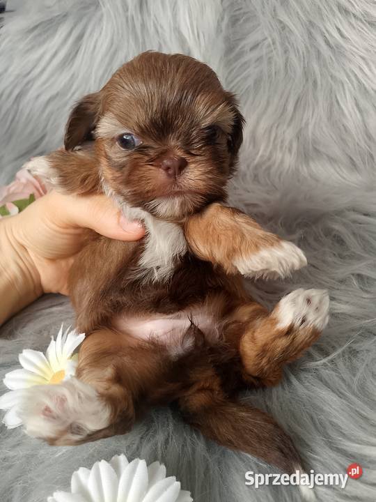 Piękna suczka rasy ShihTzu czekoladowa opolskie