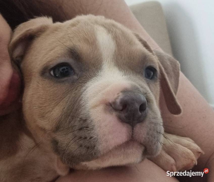 AMERICAN STAFFORDSHIRE TERRIER PIES lubelskie
