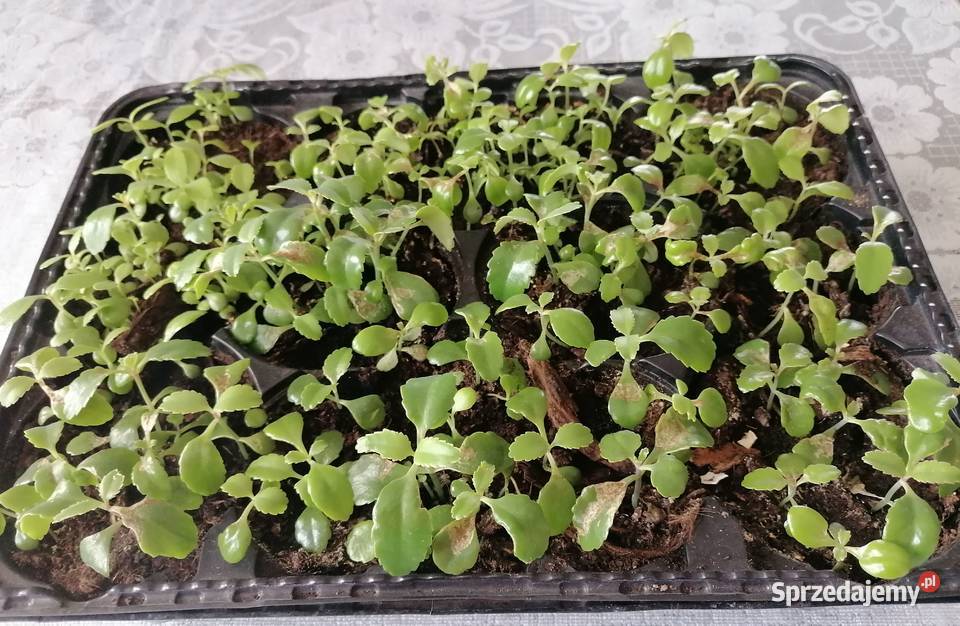 Żyworódka roślina do domowego leczeniaKwiaty Łódź