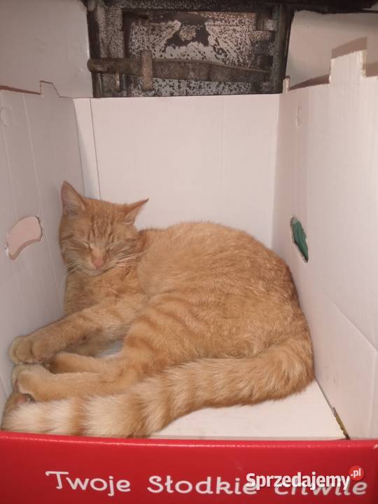 Traktor Sam s 15 polony na rozrusznik Opony Kadcza