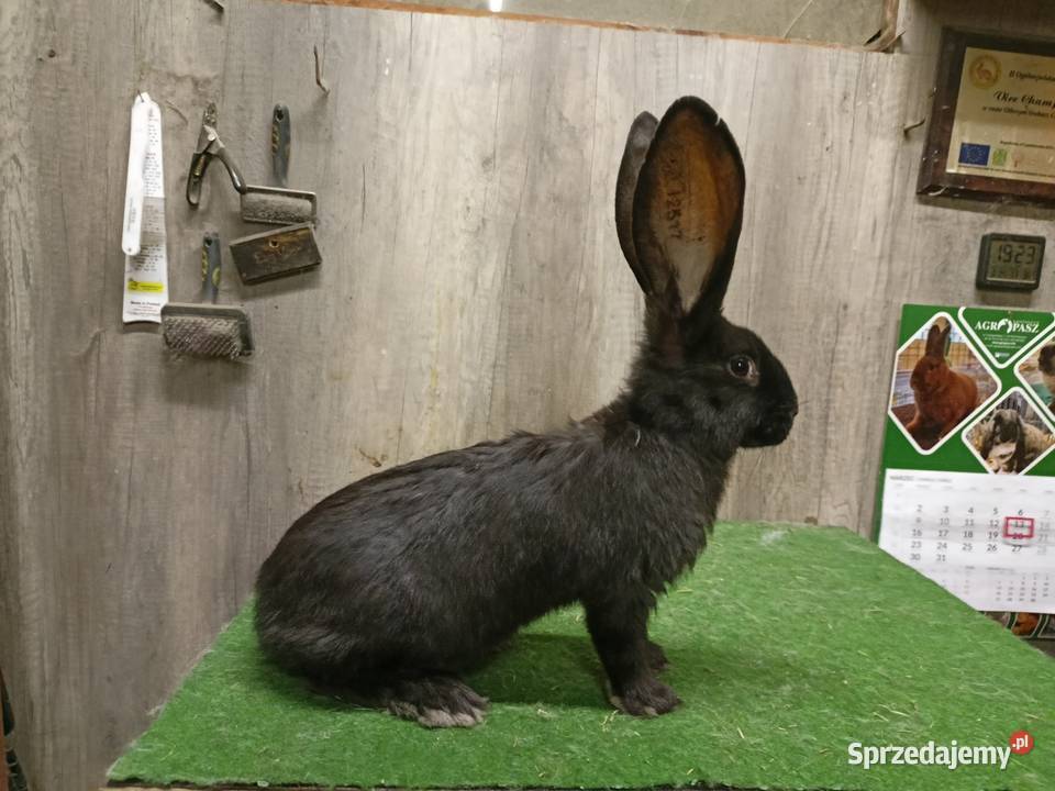 Belgijski olbrzym Leżajsk