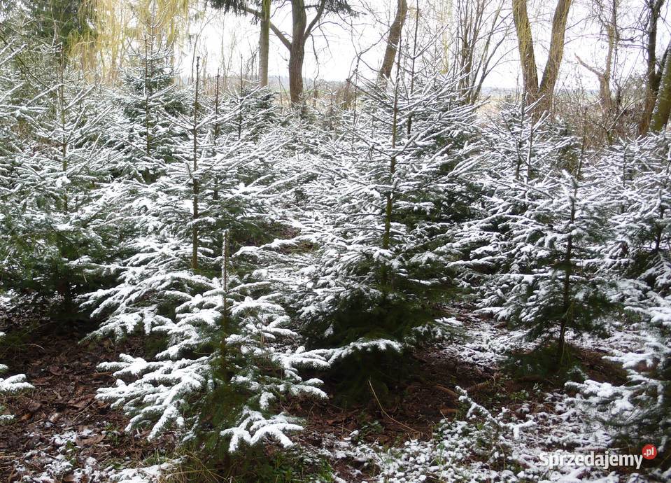 Choinki świerk jodłaGłębocko 20 gm Murowana Rośliny Głębocko