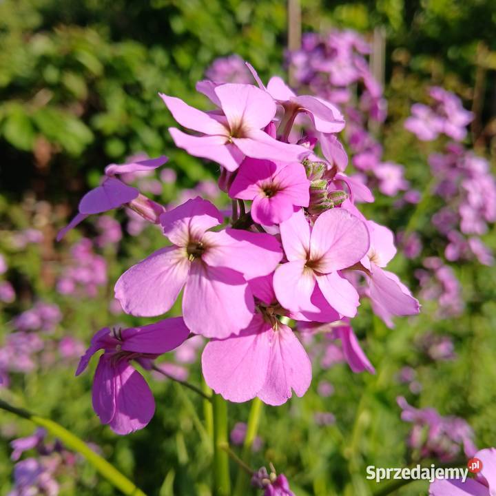 Wieczornik damski bylina do ogrodu pachnie Rabatowe Nowy Sącz