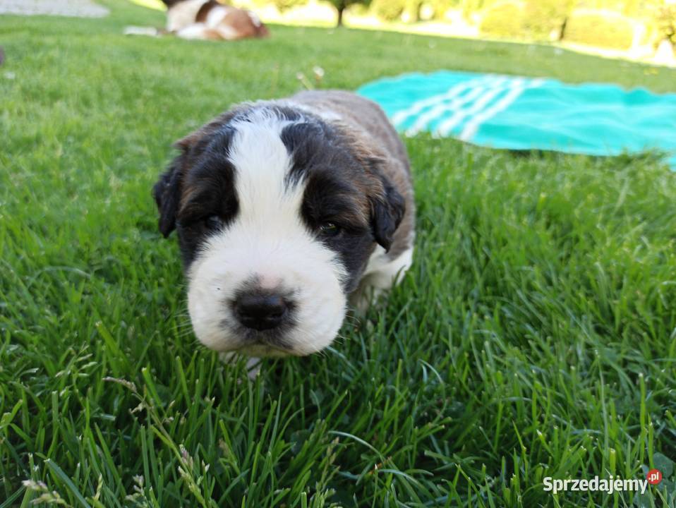 Szczeniaki bernardyn małopolskie Korzenna sprzedam